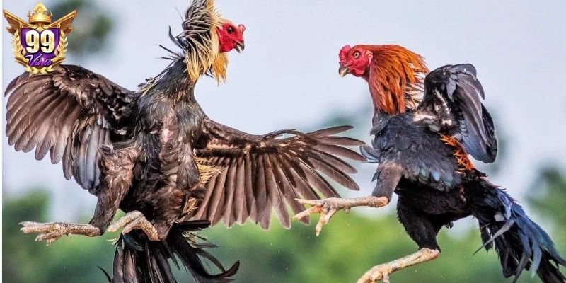 Theo dõi trực tiếp đá gà Campuchia hấp dẫn 
